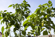 chilis.webp