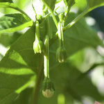 knospen.jpg