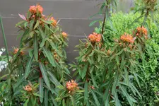 Euphorbia0819.webp