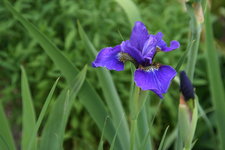 Iris  0320.JPG