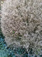 IMG_20240625_150145.webp