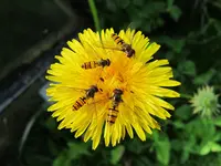 Löwenzahn mit Schwebefliegen  om.webp