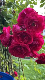 IMG_0390.jpeg
