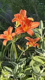 IMG_0384.webp
