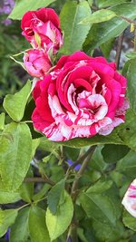 IMG_0376.jpeg