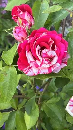 IMG_0376.webp