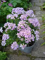 IMG_20240623_172637.webp