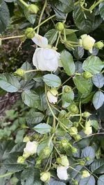 IMG_0409.webp