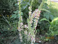 Königskerze 24.06.24.webp