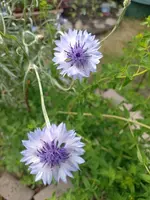 IMG_20240618_174721.webp
