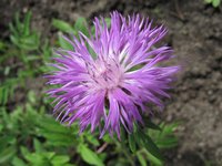 Flockenblume gez.  om.jpg