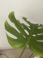 IMG_9571.jpeg
