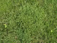2024RasenGras.webp