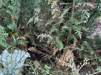 IMG_3026.jpeg