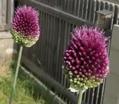 2024AlliSph.webp