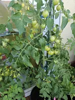 20240628_095909.webp