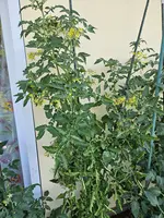 20240628_095928.webp