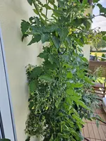 20240628_095934.webp