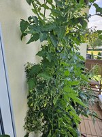 20240628_095934.jpg