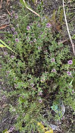 IMG_0434.jpeg