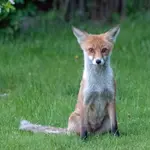 20_fuchs.webp