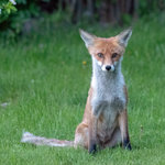 20_fuchs.jpg