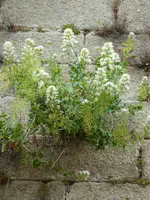 P1050018Concarneau weiße Spornblume.JPG