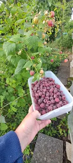 20240629_071855.webp
