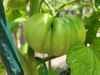 Amish Yellow Giant .jpg