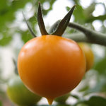 Sungold-Kuckuck.jpg