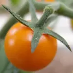 Sungold F1.jpg