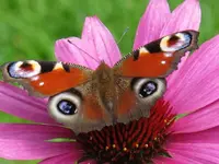 s Tagpfauenauge.webp