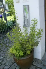 Empfangskomitee 0220.webp