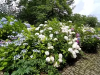 IMG_20240630_131748.webp IMG_20240630_131748.webp