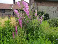 IMG_20240630_131852.webp IMG_20240630_131852.webp