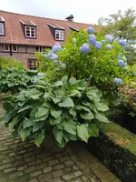 IMG_20240630_133033.webp IMG_20240630_133033.webp