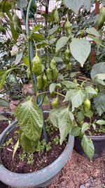 IMG_0512.jpeg