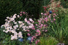Herbstanemone   0222.JPG