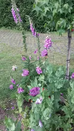 Mohn lila.webp