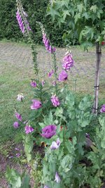 Mohn lila.jpg