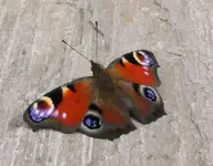 2024Tagpfau1.jpg