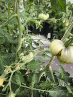 IMG_20240701_191231.webp