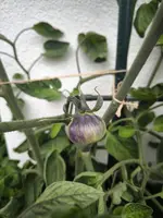 IMG_20240701_191219.webp