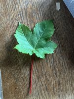 IMG_1606.jpeg
