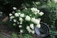 Rispenhortensie Lime Light 0121.webp