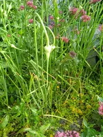 IMG_20240701_090711.webp