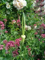 IMG_20240701_090751_1.webp