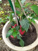 IMG_20240703_112817.jpg