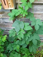 IMG_20240703_113050_1.webp