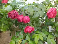 IMG_20240623_095746_1.webp